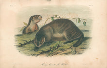 Load image into Gallery viewer, Audubon, John James "Hoary Marmot.  The Whistler.” Plate 103.