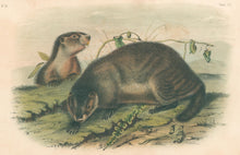 Load image into Gallery viewer, Audubon, John James "Hoary Marmot.  The Whistler.” Plate 103.