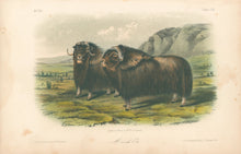 Load image into Gallery viewer, Audubon, John James “Musk Ox.”  Plate 111.