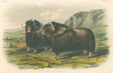 Load image into Gallery viewer, Audubon, John James “Musk Ox.”  Plate 111.