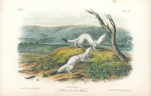 Load image into Gallery viewer, Audubon, John James “Little Nimble Weasel.” Plate 140.