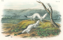 Load image into Gallery viewer, Audubon, John James “Little Nimble Weasel.” Plate 140.