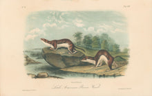 Load image into Gallery viewer, Audubon, John James “Little American Brown Weasel.” Plate 64.