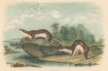 Load image into Gallery viewer, Audubon, John James “Little American Brown Weasel.” Plate 64.