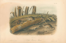 Load image into Gallery viewer, Audubon, John James "Little Harvest Mouse." Plate 65.