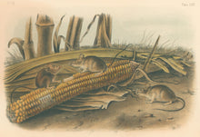 Load image into Gallery viewer, Audubon, John James "Little Harvest Mouse." Plate 65.