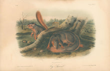 Load image into Gallery viewer, Audubon, John James “Say’s Squirrel.” Plate 89.