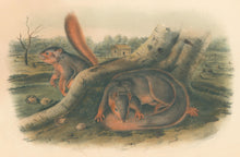 Load image into Gallery viewer, Audubon, John James “Say’s Squirrel.” Plate 89.