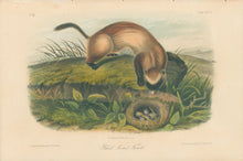 Load image into Gallery viewer, Audubon, John James “Black Footed Ferret.” Plate 93.
