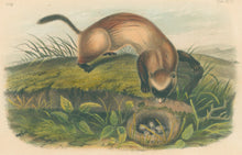 Load image into Gallery viewer, Audubon, John James “Black Footed Ferret.” Plate 93.