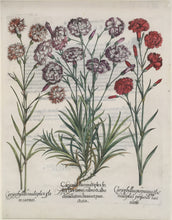 Load image into Gallery viewer, Besler, Basil "Plate 309"