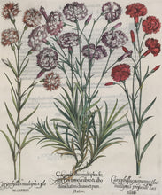 Load image into Gallery viewer, Besler, Basil "Plate 309"
