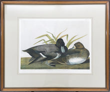 Load image into Gallery viewer, Audubon, John James &quot;Scaup Duck&quot;  Plate 397
