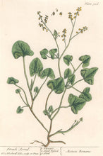 Load image into Gallery viewer, Blackwell, Elizabeth “French Sorrel” Plate 306
