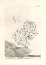 Load image into Gallery viewer, Blackwell, Elizabeth “White Coral” Plate 343

