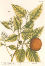 Load image into Gallery viewer, Blackwell, Elizabeth “The Orange-Tree” Plate 349
