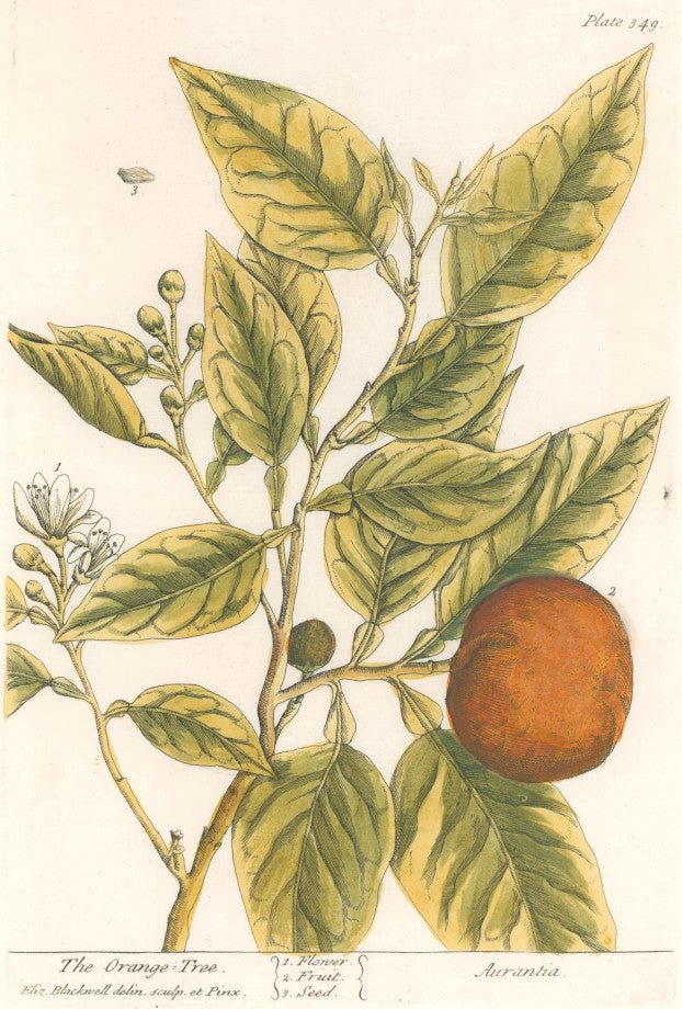 Blackwell, Elizabeth “The Orange-Tree” Plate 349