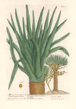 Load image into Gallery viewer, Blackwell, Elizabeth “The Dragon-Tree” (Yucca draconis) Plate 358
