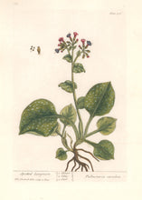 Load image into Gallery viewer, Blackwell, Elizabeth “Spotted Lungwort” Plate 376
