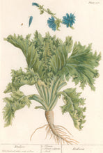 Load image into Gallery viewer, Blackwell, Elizabeth “Endive” Plate 378
