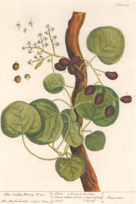 Blackwell, Elizabeth “The India Berry Tree” Plate 389