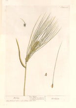 Load image into Gallery viewer, Blackwell, Elizabeth “Barley” Plate 423
