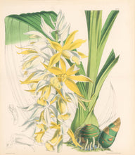 Load image into Gallery viewer, Fitch, W.H.  "Yellow swamp orchid." Pl. 6032 From J. D. Hooker’s "Curtis’s Botanical Magazine"