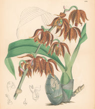 Load image into Gallery viewer, Fitch, W.H.  &quot;Mormodes ocanae.&quot; Pl. 6496 From J. D. Hooker’s &quot;Curtis’s Botanical Magazine&quot;
