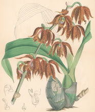 Load image into Gallery viewer, Fitch, W.H.  &quot;Mormodes ocanae.&quot; Pl. 6496 From J. D. Hooker’s &quot;Curtis’s Botanical Magazine&quot;
