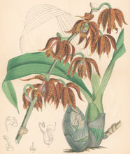 Load image into Gallery viewer, Fitch, W.H.  "Mormodes ocanae." Pl. 6496 From J. D. Hooker’s "Curtis’s Botanical Magazine"