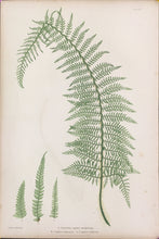 Load image into Gallery viewer, Bradbury, Henry “Plystichum angular subripinnatum…” Plate 13.