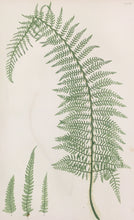 Load image into Gallery viewer, Bradbury, Henry  “Plystichum angular subripinnatum…” Plate 13.
