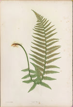 Load image into Gallery viewer, Bradbury, Henry “Lastrea Filiz-mas.” Plate 14.