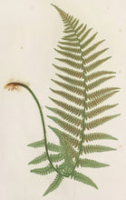 Load image into Gallery viewer, Bradbury, Henry “Lastrea Filiz-mas.” Plate 14.