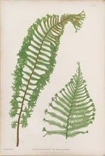 Load image into Gallery viewer, Bradbury, Henry “Lastrea Filix-mas cristata…” Plate 16.