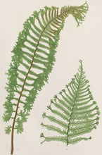 Load image into Gallery viewer, Bradbury, Henry “Lastrea Filix-mas cristata…” Plate 16.