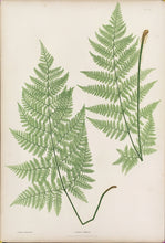 Load image into Gallery viewer, Bradbury, Henry  “Lastrea dilatata.” Plate 22.
