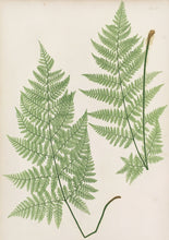 Load image into Gallery viewer, Bradbury, Henry “Lastrea dilatata.” Plate 22.