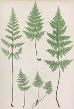Load image into Gallery viewer, Bradbury, Henry “A.B. Lastrea dilatata collina…” Plate 26.
