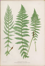 Load image into Gallery viewer, Bradbury, Henry “Athyrium Filix-foemina rhaeticum…” Plate 31.