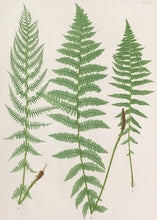 Load image into Gallery viewer, Bradbury, Henry “Athyrium Filix-foemina rhaeticum…” Plate 31.
