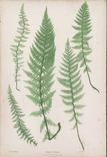 Load image into Gallery viewer, Bradbury, Henry  “Polypodium alpestre.” Pl. 7.
