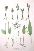 Load image into Gallery viewer, Bradbury, Henry “Botrychium Lunari” Pl. 51