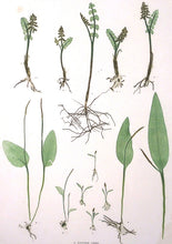 Load image into Gallery viewer, Bradbury, Henry “Botrychium Lunari” Pl. 51