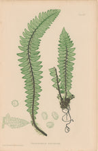 Load image into Gallery viewer, Bradbury, Henry  Octavo Plate 15