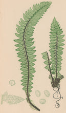 Load image into Gallery viewer, Bradbury, Henry  Octavo Plate 15