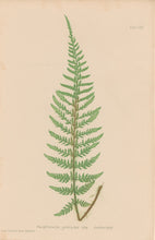 Load image into Gallery viewer, Bradbury, Henry  Octavo Plate 26