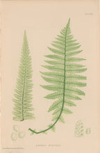 Load image into Gallery viewer, Bradbury, Henry  Octavo Plate 30