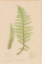 Load image into Gallery viewer, Bradbury, Henry  Octavo Plate 32