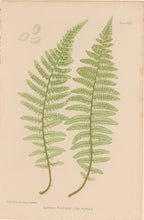 Load image into Gallery viewer, Bradbury, Henry  Octavo Plate 35